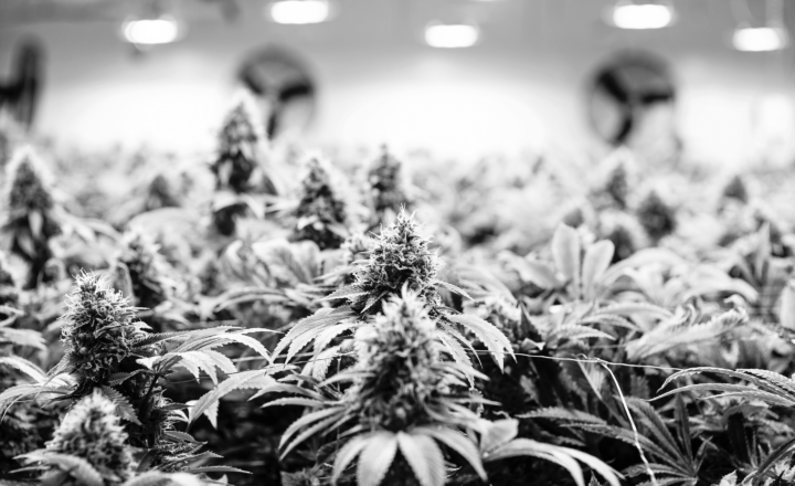 cannabis media